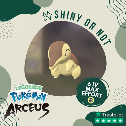 Cyndaquil Shiny ✨ Legends Pokémon Arceus 6 Iv Max Effort Custom Ot Level Gender